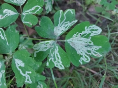 Phytomyza minuscula group