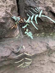 Pellaea atropurpurea