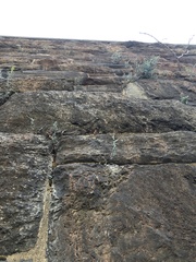 Pellaea atropurpurea