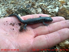Ambystoma 'unisexual complex'