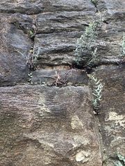 Pellaea atropurpurea