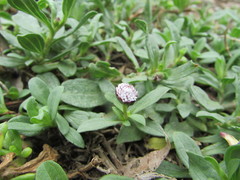 Spilanthes leiocarpa