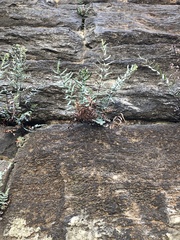 Pellaea atropurpurea