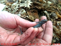 Ambystoma 'unisexual complex'