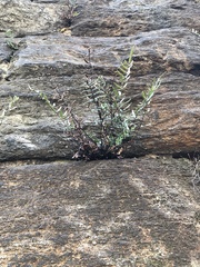 Pellaea atropurpurea