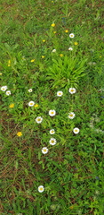 Erigeron galeottii
