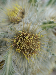 Cirsium funkiae