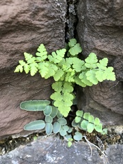 Woodsia obtusa