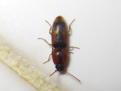 Drasterius agnatus