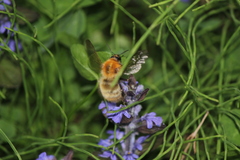 Bombus diversus tersatus