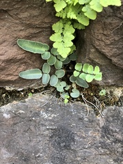 Pellaea atropurpurea