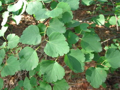 Spiraea blumei