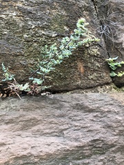 Pellaea atropurpurea