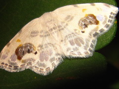 Auzata nigrata