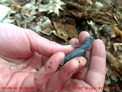 Ambystoma 'unisexual complex'
