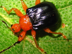 Tomapoderus ruficollis