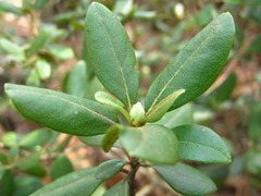 Rhododendron micranthum
