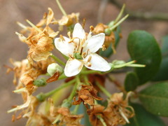 Rhododendron micranthum