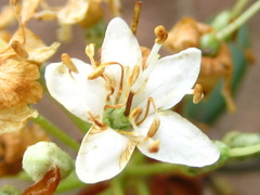 Rhododendron micranthum