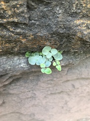 Pellaea atropurpurea