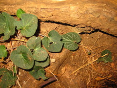 Viola orientalis