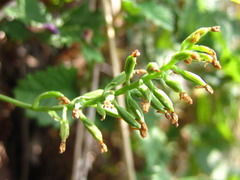 Hemipilia gracilis