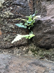 Pellaea atropurpurea