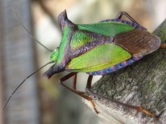 Pentatoma parametallifera