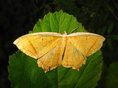 Thinopteryx crocoptera
