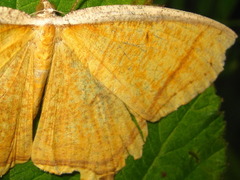 Thinopteryx crocoptera