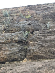 Pellaea atropurpurea