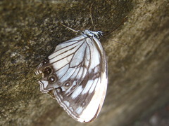 Melanargia epimede