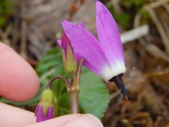 Primula jeffreyi jeffreyi