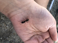 Camponotus modoc
