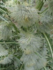 Cirsium funkiae