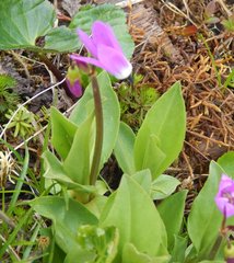 Primula jeffreyi jeffreyi