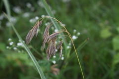 Bromus kalmii