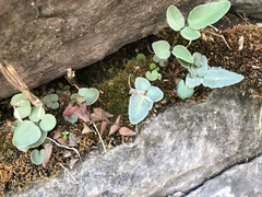 Pellaea atropurpurea