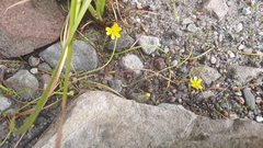 Ranunculus flammula filiformis