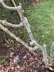 Ramalina glaucescens