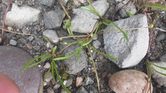 Ranunculus flammula filiformis