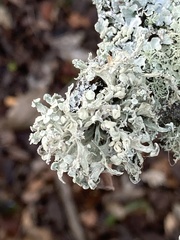 Ramalina glaucescens