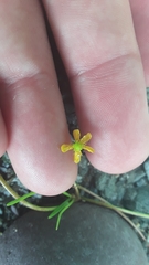 Ranunculus flammula filiformis