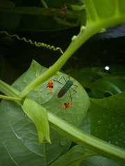 Anisoscelis foliaceus