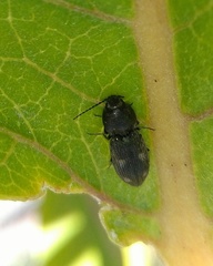 Cardiophorinae