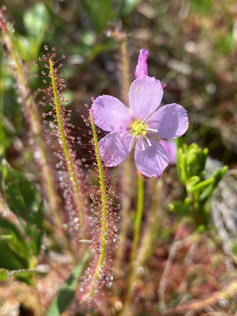 Thread-leaved Sundew