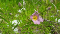 Sabatia kennedyana