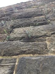 Pellaea atropurpurea