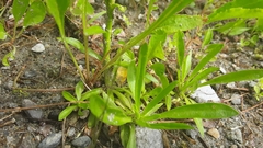 Sabatia kennedyana