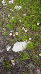 Sabatia kennedyana